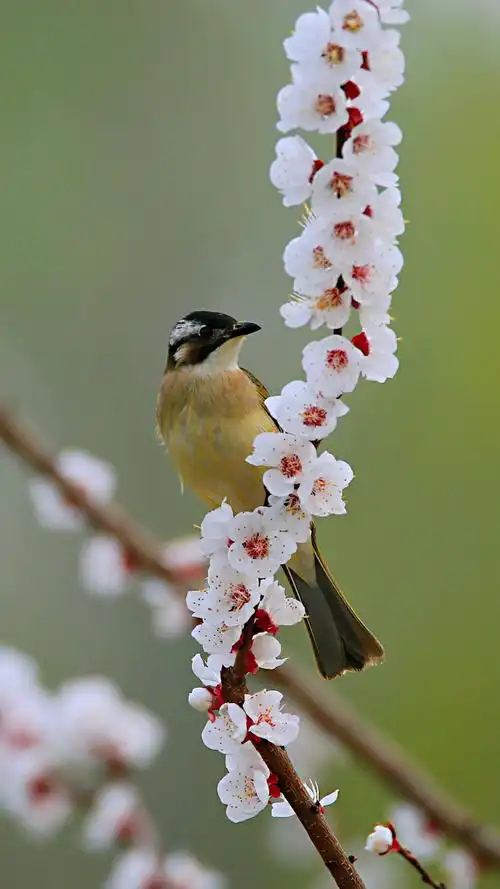 鸟语花香最是春光好时节