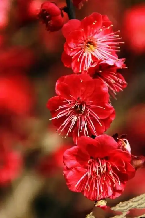 红红火火朱砂梅|梅花|雅莹|就是我|寒风_网易订阅