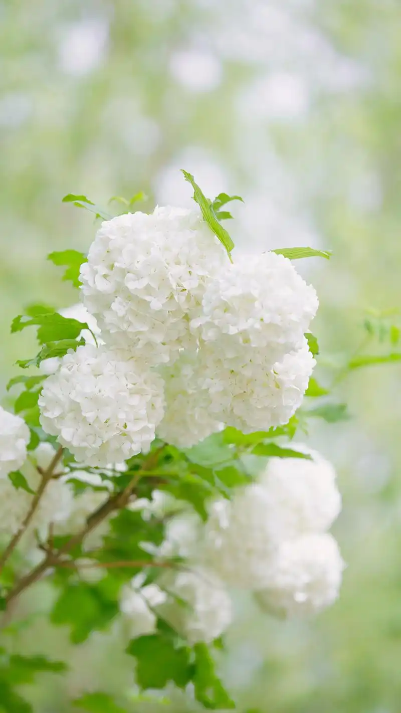 清新素雅绣球花唯美高清手机壁纸 _ 图片网