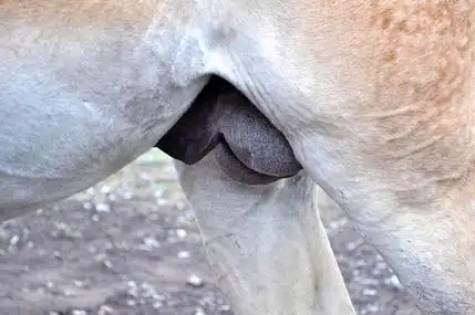 阴囊阴囊马照片