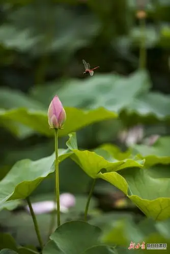 平凉老林沟景区:荷花蜻蜓相映成趣