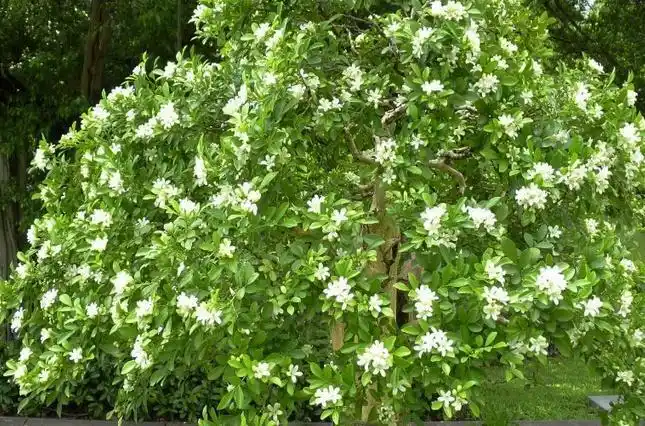 养盆九里香,花色素雅有气质,比香水还好闻,易打理好养活|七里香|花朵