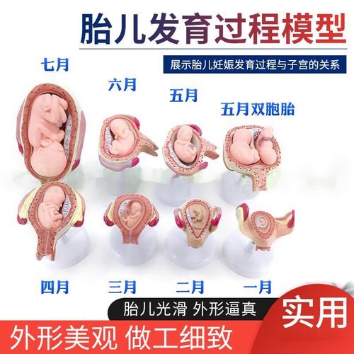 妊娠发育过程模型 胚胎计划生育模型  胎儿发育过程模型 子宫解剖