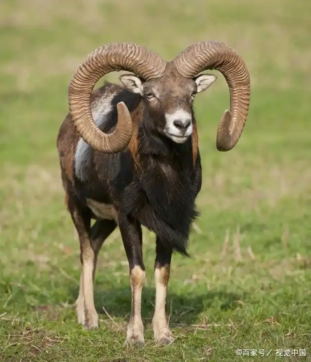 盘羊的生活习性,你有兴趣了解它么?