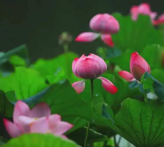 晚夏暑气日渐消,荷花依旧待君来-无锡市太湖鼋头渚风景区