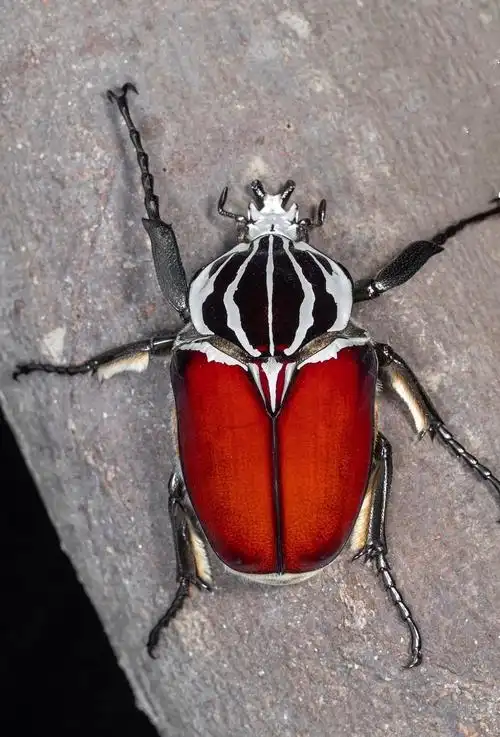 乌干达七彩金龟子