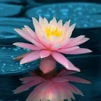 莲花 有仙气的唯美莲花头像_微信头像图片大全