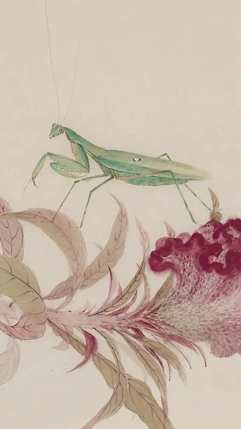 没骨螳螂.#画画 #传承文化 #国画  - 抖音