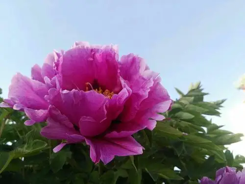 雨后蓝天白云下的牡丹,从骨子里透着富贵的美丽