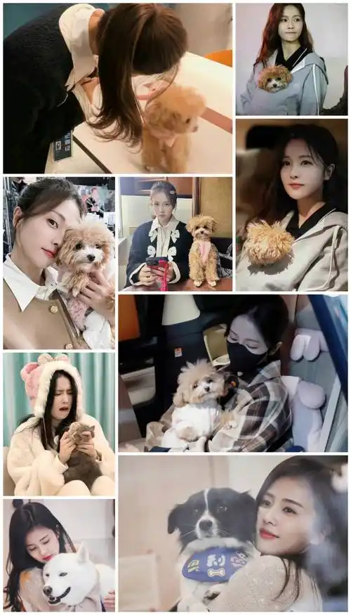 白鹿《以爱为营》抱狗上班路透 抱猫狗合集来了_侵权_郑书意_网络