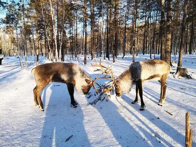 2022鄂温克驯鹿园游玩攻略,鄂温克驯鹿园曾是鄂温克猎命.