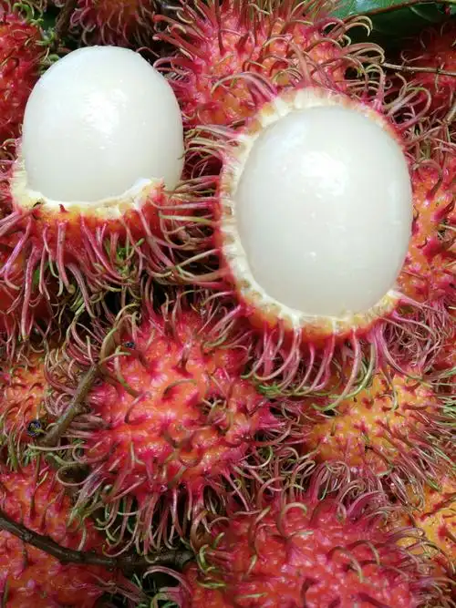 红色的"小刺猬"――海南保亭红毛丹