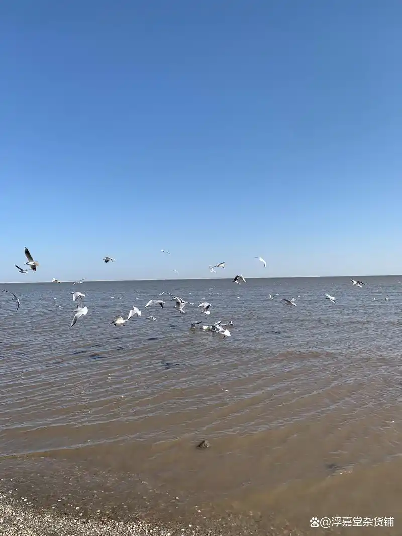 在天津东疆亲海公园赶海呢