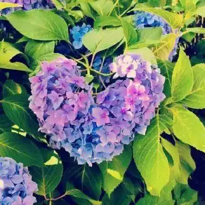 微信头像 | 象征着好运的花卉头像