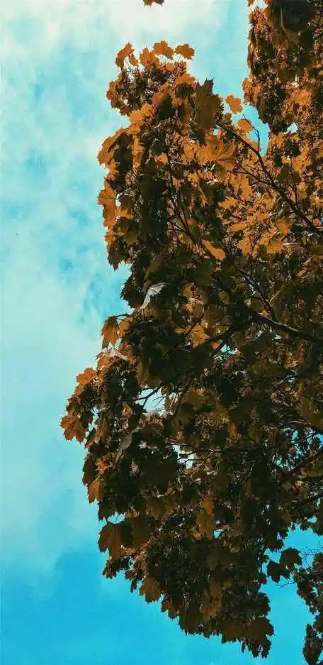 1080p蓝光竖屏壁纸图片