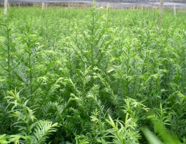 红豆杉苗河南红豆杉红豆杉最新行情河南红豆杉批发河南红豆杉价格