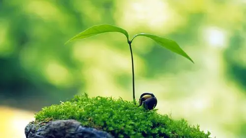 绿色护眼清新植物,高清图片,电脑桌面-壁纸族