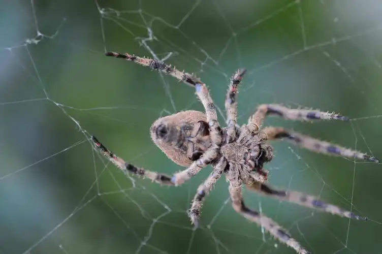 家里的蜘蛛你怎么处理,杀死是最好的办法吗?