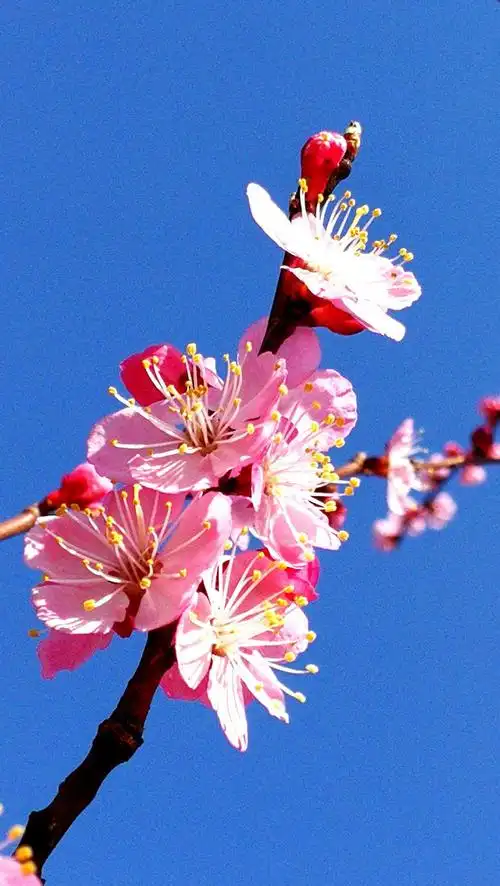 雨露滋润大地,美丽带给人间,大自然的馈赠一一春天的花