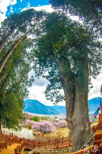 行摄天下走进世所罕见的林芝巨柏林