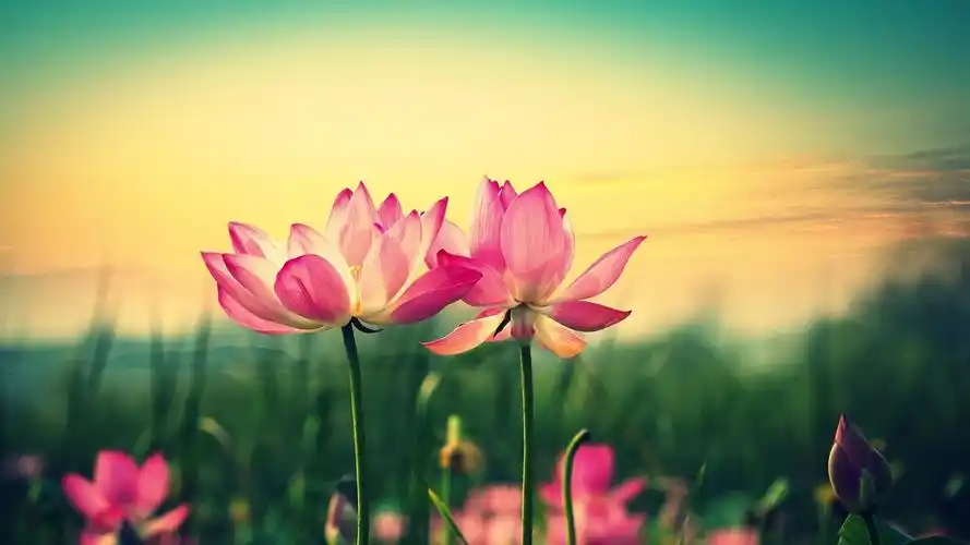 自然景观 荷花 花草树木 风景大片壁纸【2】壁纸于2020-06-16上传元气