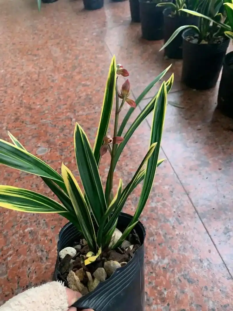 金边墨兰红神荷,花姿高挑,色彩鲜明,金边艺草,兰韵十足上档次