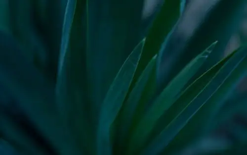 叶子,暗绿,护眼,静谧,孤独,一抹暗绿染幽思,叶子壁纸图片