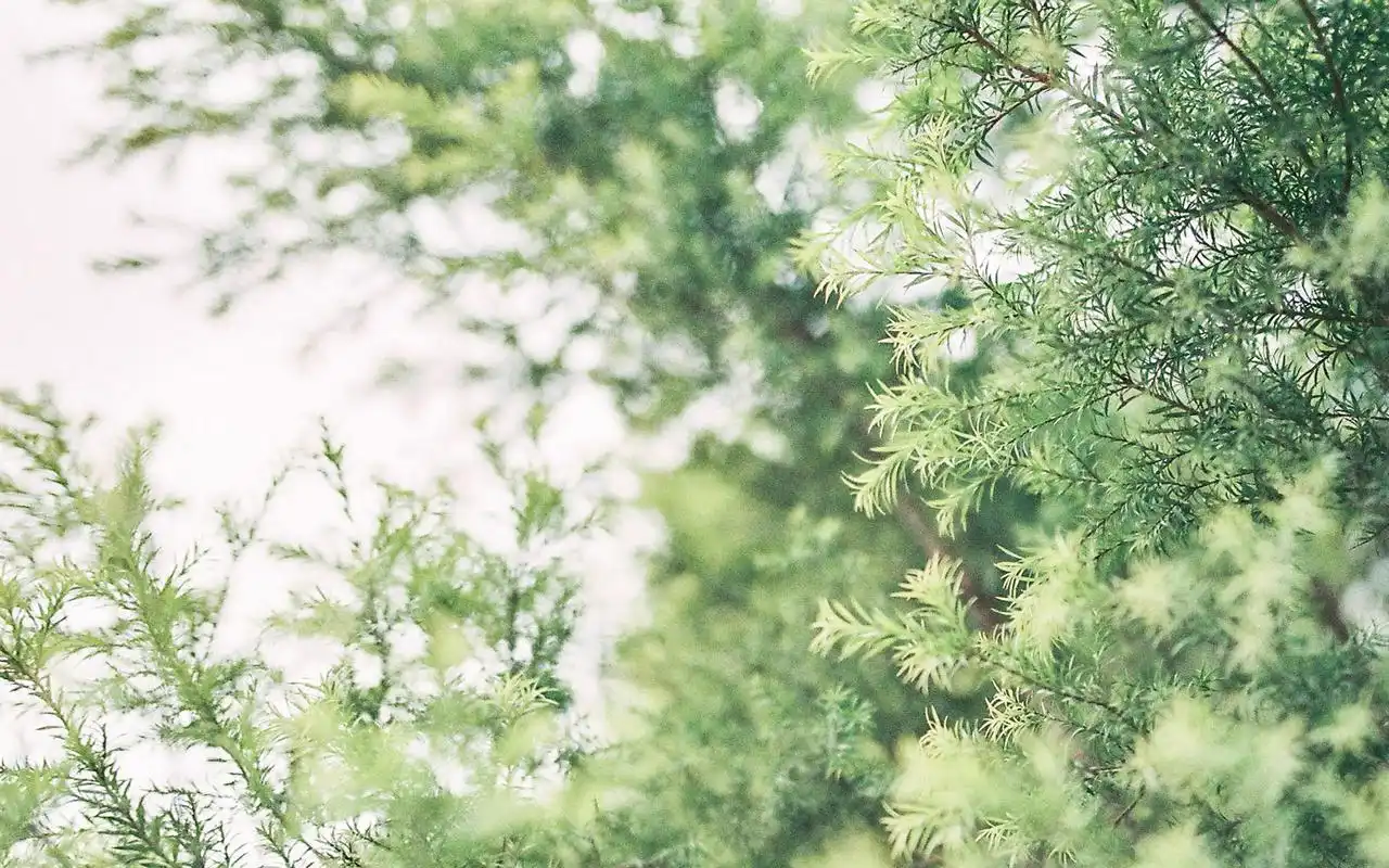 小清新治愈系静物高清唯美壁纸