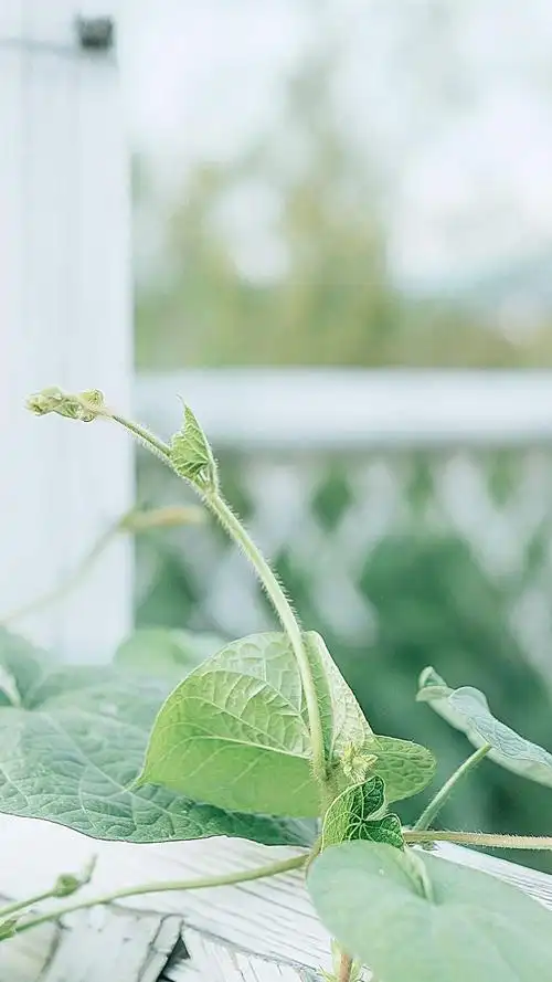 小清新绿色植物护眼写真