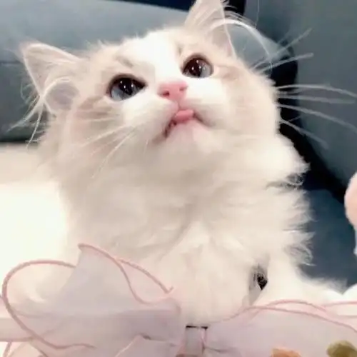 小猫咪那么可爱,谁又不会喜欢呢?