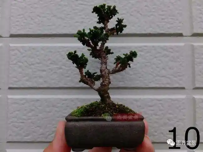 图解微型石化桧盆景怎么翻盆修根