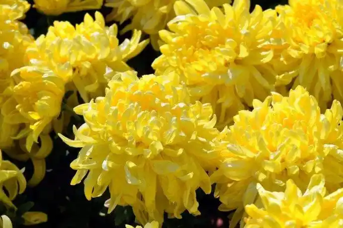 (6537)送朋友们十二个月的鲜花愿你每天都有馨香环绕心情好!