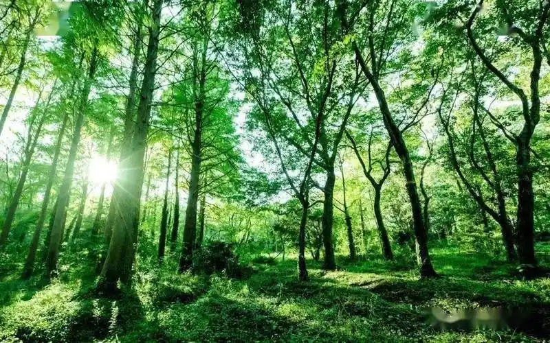 选美中国|中国最美十大森林,个个美如仙境_热带雨林_针叶林_大兴安岭