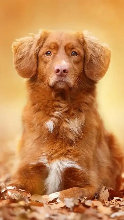 壁纸 棕色的狗,肖像,叶子,秋天 1920x1200 hd 高清壁纸, 图片, 照片
