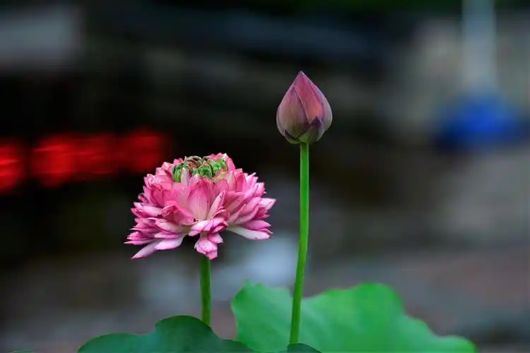 荷花拍的好看,绿叶映衬着花朵,清新脱俗.仙气飘飘
