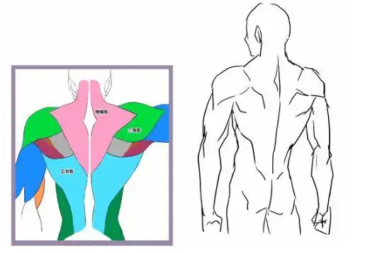 男性肌肉怎么画?掌握基本人体结构!人体肌肉怎么画都好看!