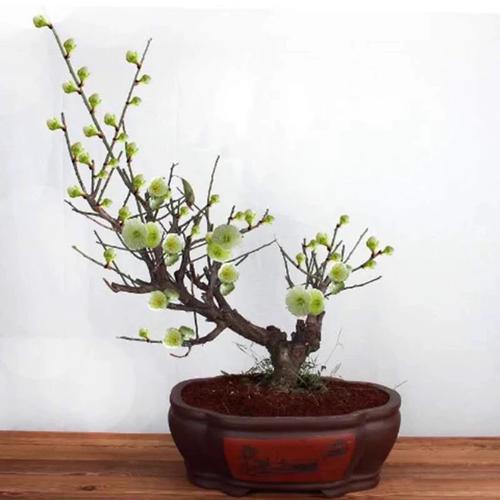 原生绿梅金钱绿萼浓香型梅花腊梅龙游梅北方植物耐寒耐旱绿植盆景