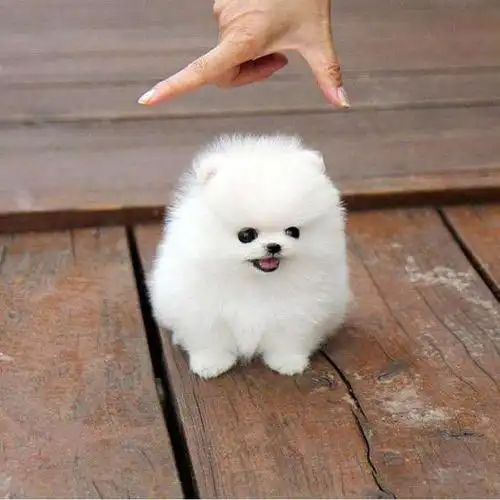 温顺可爱的小型犬养它们真的不会后悔真像是个孩子似的