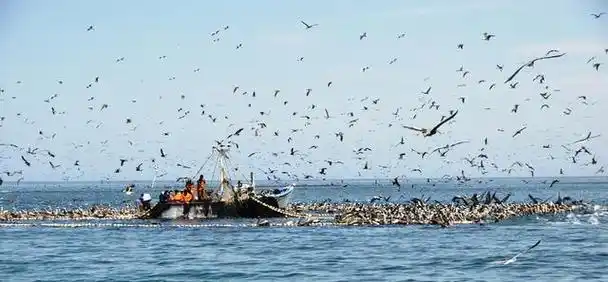 年捕获300万吨,世界第一大渔场,北海道渔场为何渔业资源丰富?