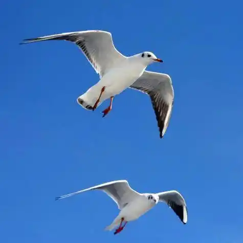 海鸥长什么样子