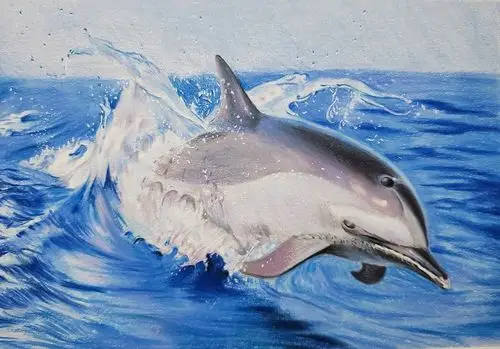 彩铅-海豚