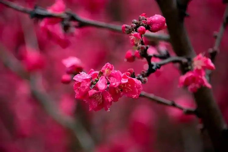 墙外桃花墙内血,一般鲜艳一般红