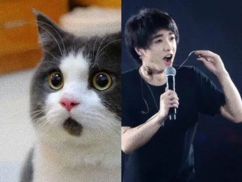 关于华晨宇是猫这件事嘿你发现我了吗