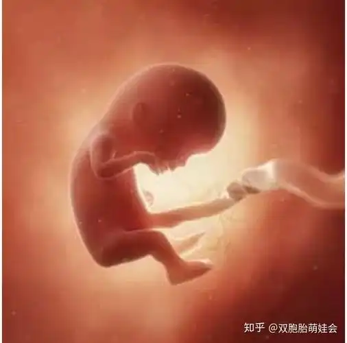 1cm,体重约16.4g,如图所示7070两胎儿的发育情况