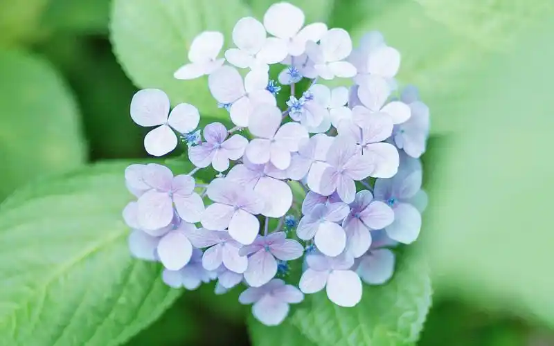 小清新唯美花卉植物高清图片桌面壁纸