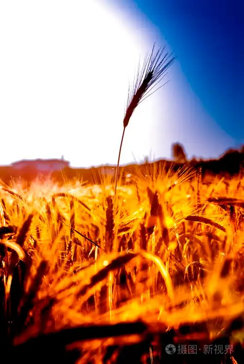 麦田在晴朗的一天的日出