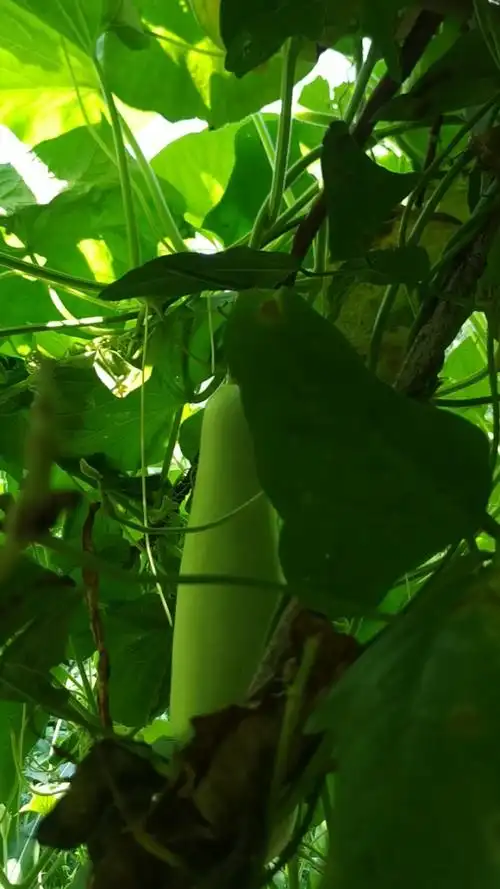 芦子是大个的,自己种的