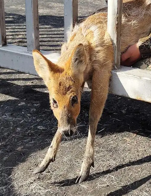 5月1日,一只外形酷似狍子的野生动物突然造访吉林省红石林业局贮木场
