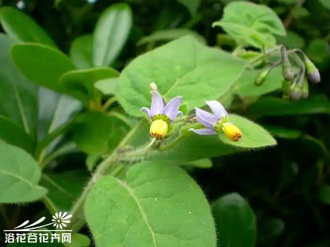 白英——有效抗癌草药