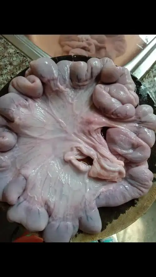猪生肠就好比女人生孩子的胎盘,看还有好多的胎儿,清洗的时候觉得恶心
